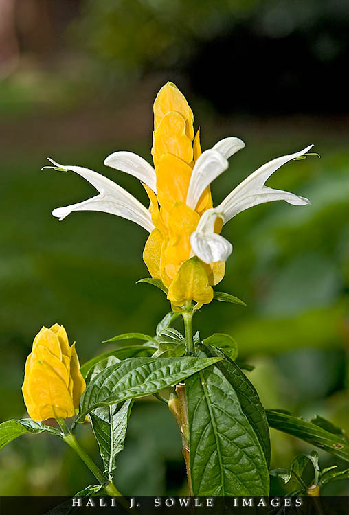 2008_05_07_Rendezevous_00102 copy.jpg - We see this cool little yellow flower almost every time we come to the islands, but we still don't know what it's called.